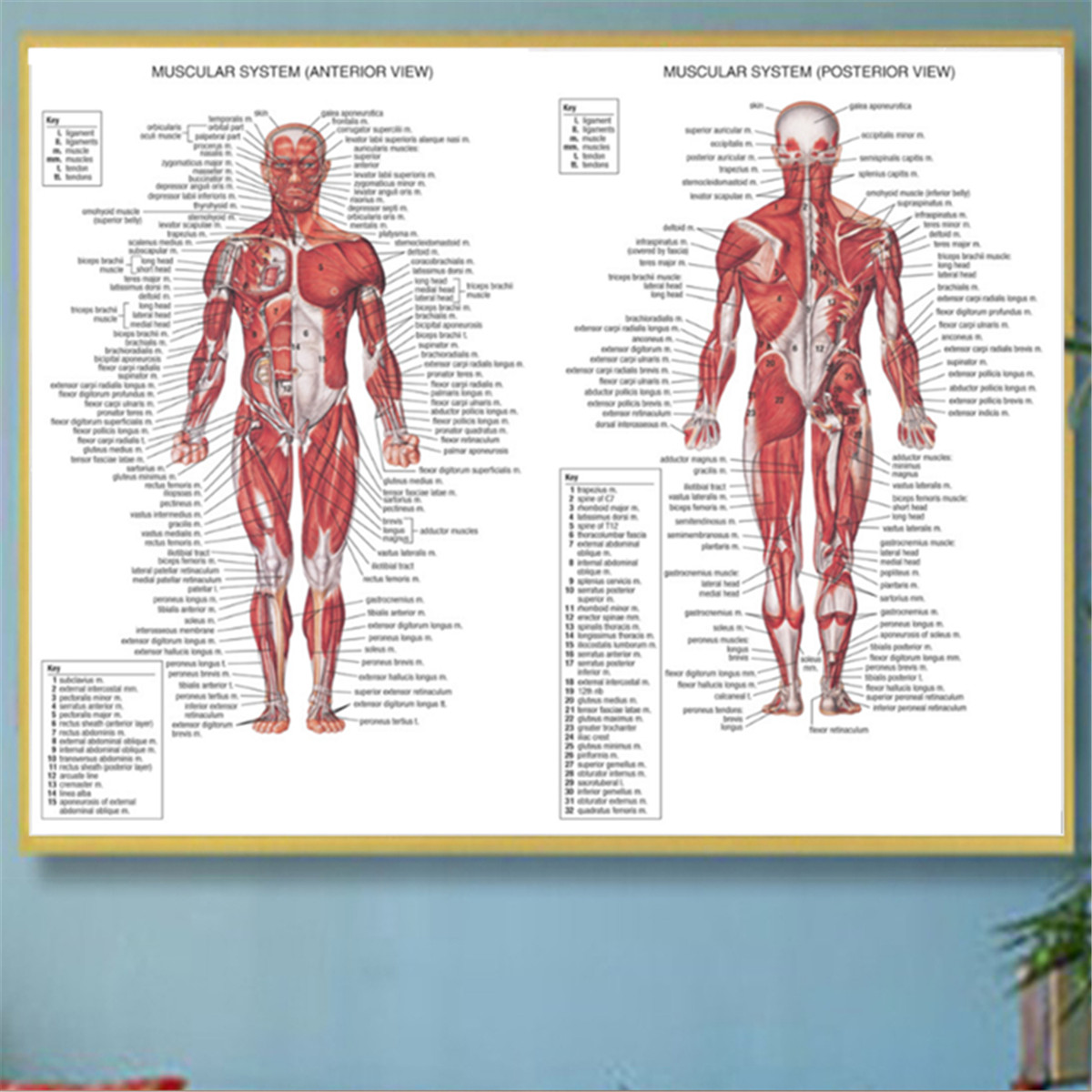Human Body Muscle System Anatomy Chart Educational Posters Home Decor