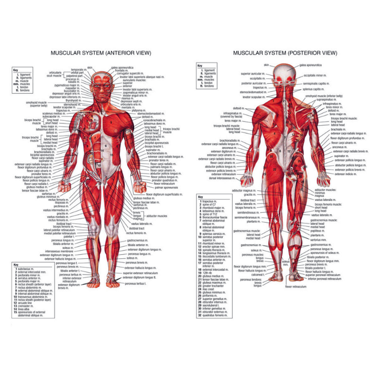 Muscle System Poster acupoint Anatomy Chart Human Body Educational Home