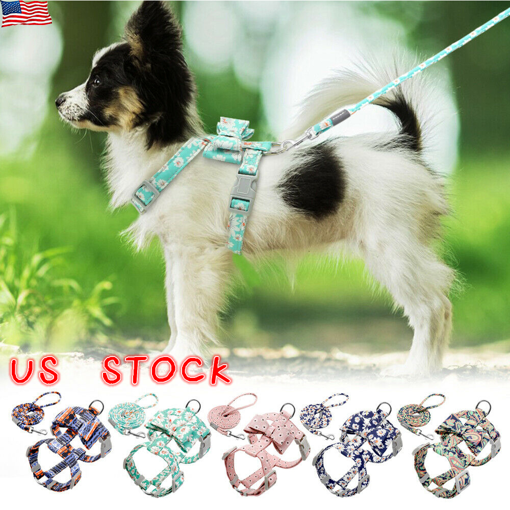 puppy harness and lead