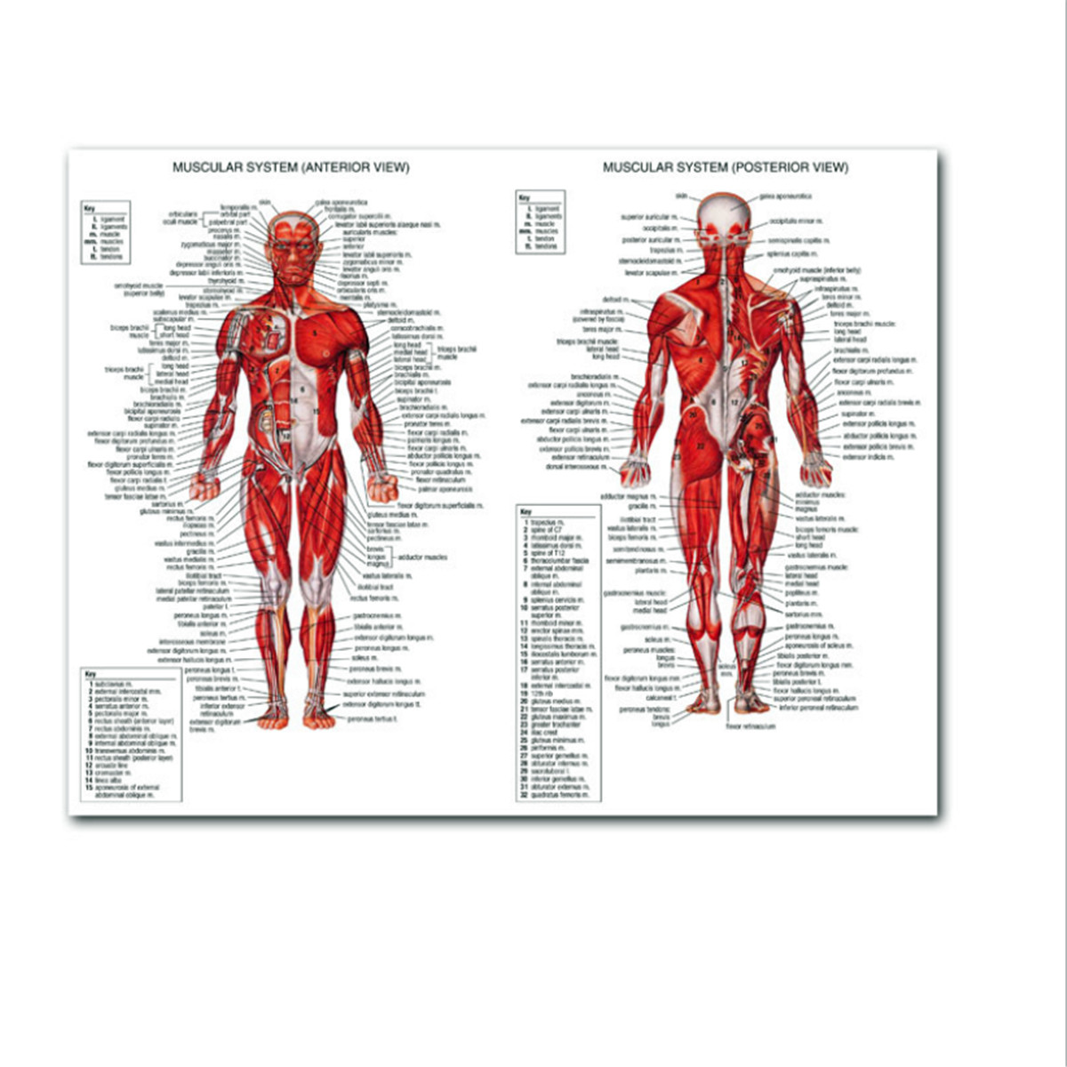 Human Body Chart Muscle