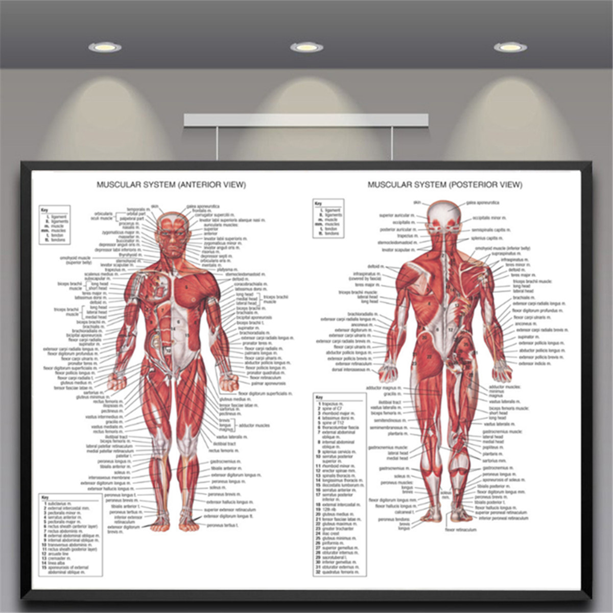 Human Body Muscle System Anatomy Chart Educational Posters Home Decor