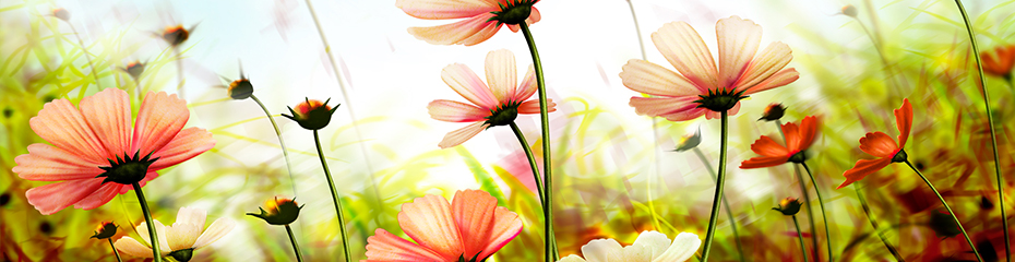 植物banner.jpg