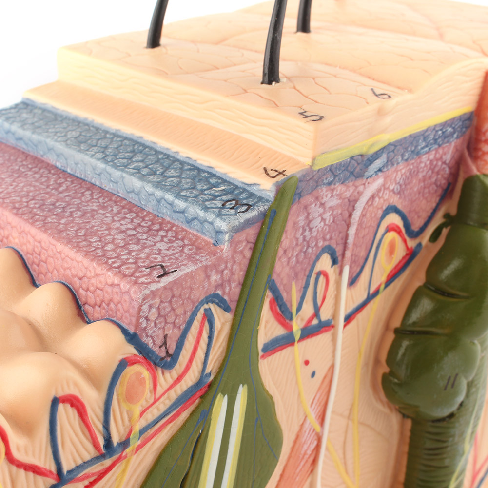 Купить Анатомические модели Unbranded 50:1 Human Anatomical Skin ...