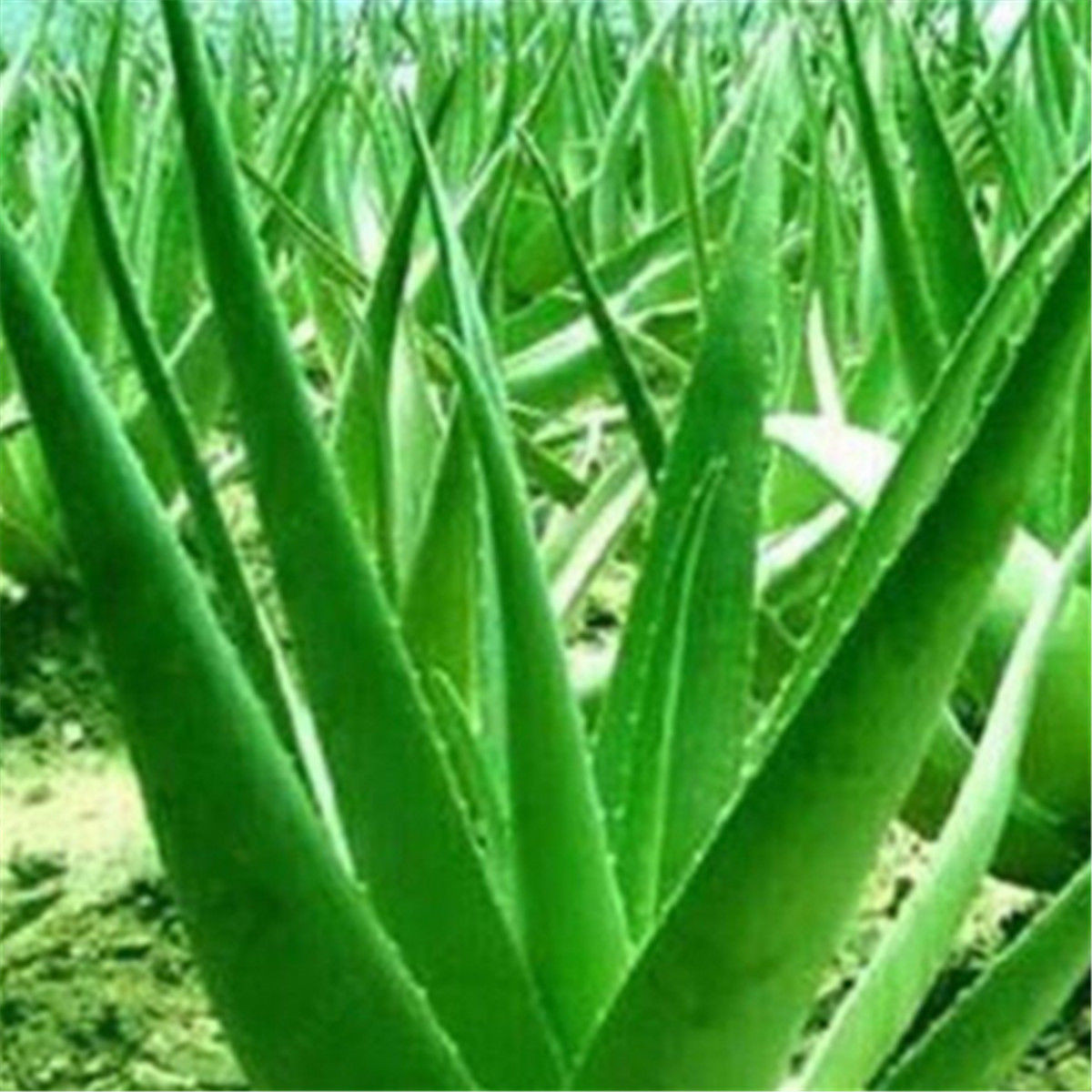 100pcs Aloe Vera Seeds Edible Succulent Plant Rare Herbal Medicinal Vegetables Ebay 1607