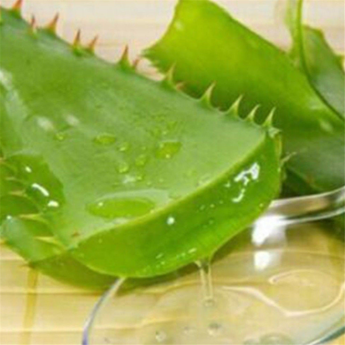 100pcs Aloe Vera Seeds Edible Succulent Plant Rare Herbal Medicinal Vegetables Ebay 1435