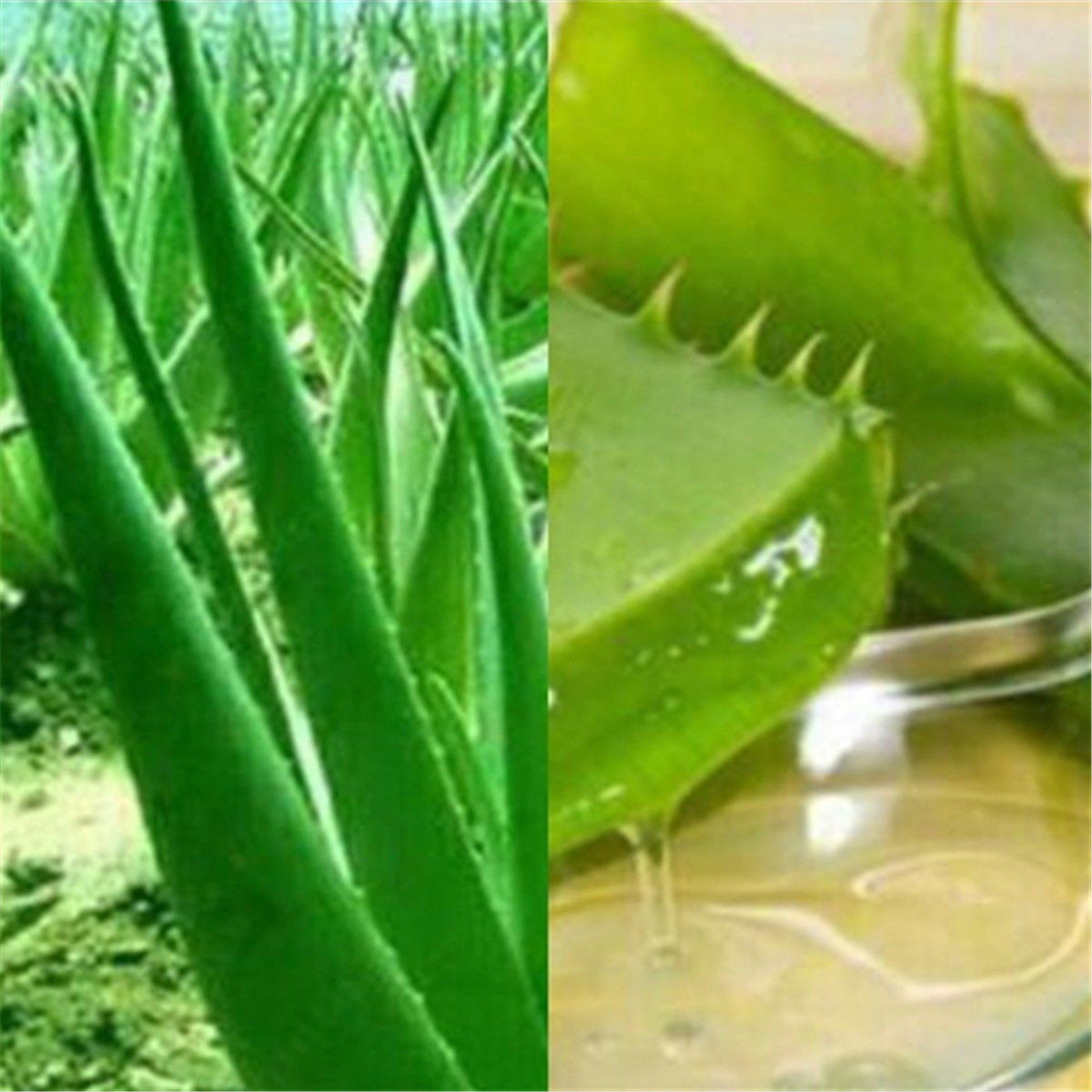100pcs Aloe Vera Seeds Edible Succulent Plant Rare Herbal