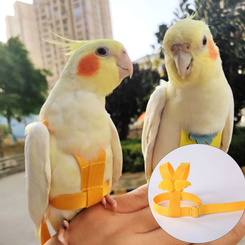 Flying Training Band Parrot Bird Harness Cockatiel Lead Leash 5 Sizes Outdoor eBay